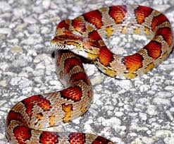 Corn Snake While Mines So Cute And Little Now I Cant Wait Till He Grows Up And Is This Big As Well Kornnatter Haustier Schlange Schlange Tattoo
