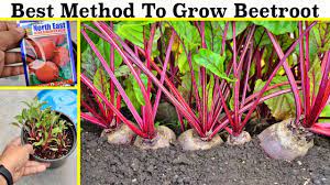 Rocks, clay, and anything that can interfere with. How To Grow Beetroot At Home Seeds To Harvest Youtube