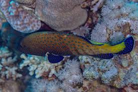 Image result for Cephalophis lukei