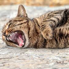 M E H M E T K A L K A N On Instagram Tembel Kedi Istanbul Turkey Turkiye Kedi Canon Canonturk Canonturkey Canon70d Nationalgeographic Nation
