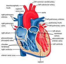 Heart Diagram The Human Heart Heart Diagram Human Heart Diagram Heart Structure