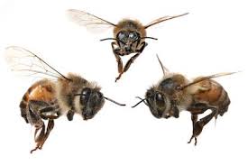 These insects can have a detrimental effect on wood structures they choose to carpenter bees prefer unfinished wood. Stinging Insect Control