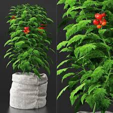 Tomato Plant In Pot By Renovaco Highly Detailed 3d Model Of Tomato Plant The 3ds Max 2011 Version Comes Fully Textured And Shaded For Vray 3 2 Smoothing U