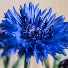 Jun 06, 2021 · buy british flowers! July Flower 10 Summer Flowers Uk That Bloom In July