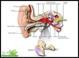 Home Remedies For Ear Infections Top 10 Home Remedies Ear Infection Remedy Ear Infection Home Remedies Ear Infection