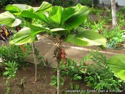 Image result for Licuala grandis