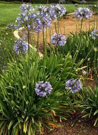 Maybe you would like to learn more about one of these? Agapanthus Wisconsin Horticulture