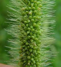 Image result for Setaria viridis