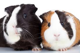 Are Baby Wipes Safe For Guinea Pigs Pocket Sized Pets