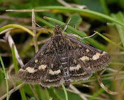 Image result for Pyrausta ostrinalis