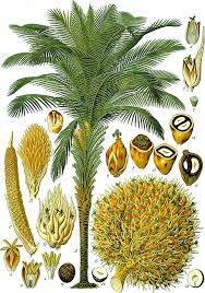 Dengan pengelolaan tanaman kelapa sawit yang buruk jawaban singkatnya : Kelapa Sawit Wikiwand