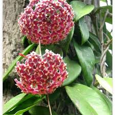 The reason is that seeds are scarce. Egrow 20pcs Pack Hoya Seeds Potted Seed Hoya Carnosa Flower Seed Garden Plants