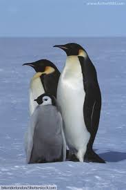 Types Of Penguins List Of All Penguin Species With