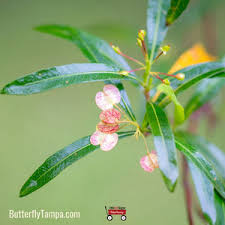 Image result for Dodonaea viscosa