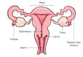 The female reproductive system includes all the organs responsible for the production of an oocyte (the female gamete). Female Reproductive System Bioninja