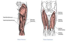 Anatomy colour diagram lasalle leg muscles sakart. Muscles That Move The Leg