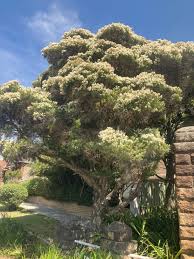 Image result for Melaleuca quinquenervia