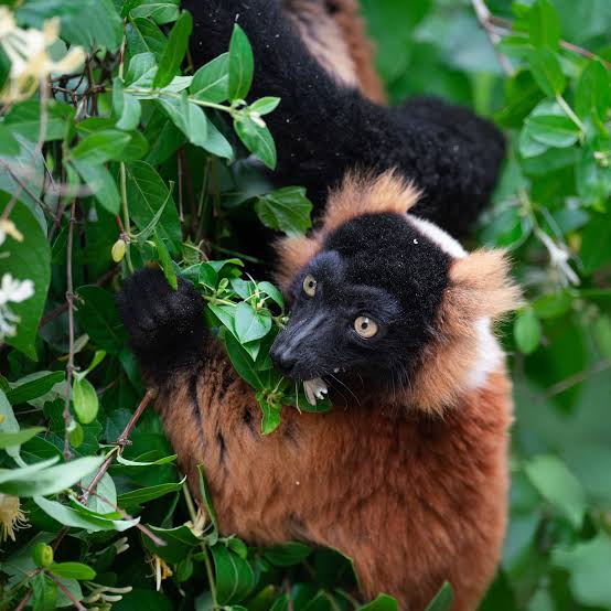 Red ruffed lemurs doing one of the things they do best: pollinating! 🌺 In  Madagascar, critically endangered red ruffed lemurs love feasting on fruit,  nectar, and pollen—and they love those same snacks