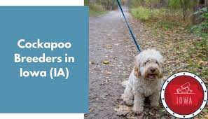Check spelling or type a new query. 9 Cockapoo Breeders In Iowa Ia Cockapoo Puppies For Sale Animalfate