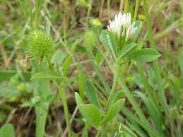 Image result for Trifolium squarrosum