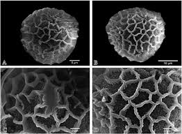 Image result for Impatiens sylvicola