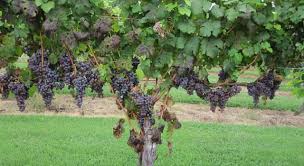 If you can ace this general knowledge quiz, you know more t. Which Wine Grape Variety Is Trivia Questions Quizzclub
