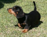 Our puppies are well socialized and ready to make your house our dachshund puppies are sold and shipped to all 50 states. Miniature Dachshund For Sale In United States 256