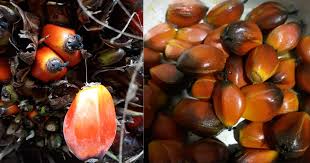 Santan kental didapat dari perasan pertama kelapa parut. Makan Petang Bersama Bingka Buah Kelapa Sawit Legend Bukan Takat Rare Cara Buat Pun Mudah Je Keluarga
