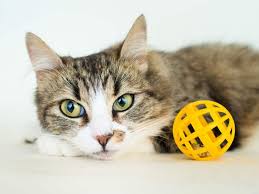 Deliveries can be same day or scheduled up to 6 days in advance. 13 Secrets About Canadian Pet Stores You Need To Know