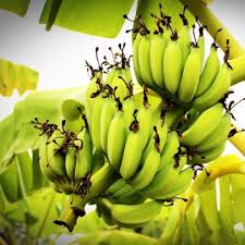 Is Banana Peel Suitable For Biofuel Chromatography Investigates Chromatography Today