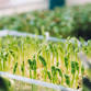 Microgreens event image