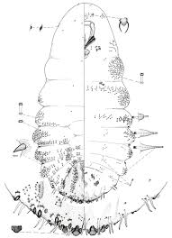 Image result for Mikania sagittifera