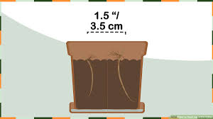 3 Ways To Plant Lily Of The Valley Wikihow