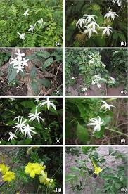 Image result for Jasminum grandiflorum