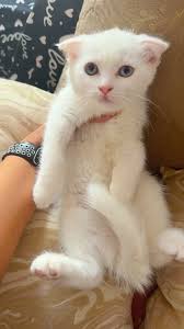Scottish Fold white