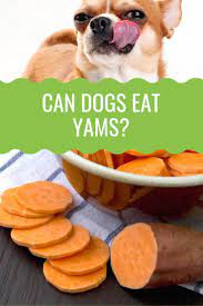 Can Dogs Eat Yams Barking Royalty Can Dogs Eat Dog Eating Dog Nutrition