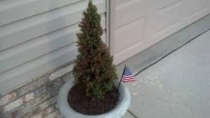 By doing this, you may keep them from getting much wider than they are now. Dwarf Alberta Spruce Needles Turning Brown