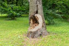 Man darf im sommer keine bäume schneiden oder fällen. Baume Fallen Auf Dem Privatgrundstuck Darf Man Das