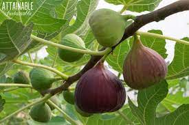 Growing Fig Trees In Containers For A Small Space Fruit Harvest