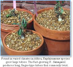 Image result for Cyphostemma montanum