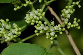 Image result for Premna senensis