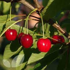 Redbuds bear flowers and fruits on bare branches. Stella Self Fertile Cherry Trees For Sale Buy Online