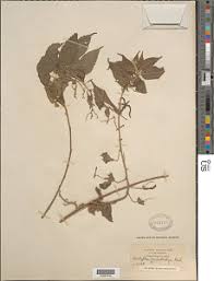 Image result for Acalypha psilostachya