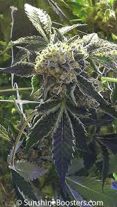 Image result for Cannabaceae