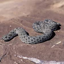 We did not find results for: North Dakota Reptiles And Amphibians North Dakota Game And Fish