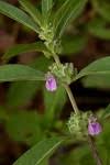 Image result for Meiosperma debile