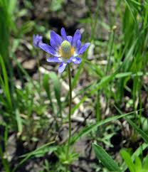 Image result for Aneilema chrysopogon