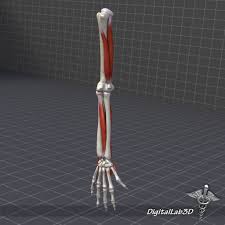 This is an online quiz called human anatomy: Hand Human Arm Bone And Muscle Structure 3d Model