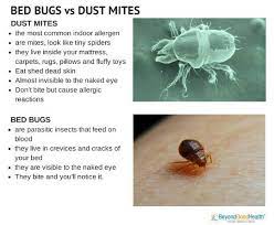 Bed Bugs Vs Dust Mites Home Remedies Allergies Dust Mites