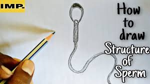 An animal cell diagram is a great way to learn and understand the many functions of an animal cell. How To Draw Animal Cell Labelled Diagram Animal Cell Diagram For Class 9 10 And 11 Youtube